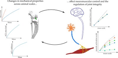 Com afecta la dimensió dels sistemes musculoesquelètics en el control neuronal i la regulació de l’estabilitat de les articulacions?